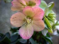 Schneerose pink hell